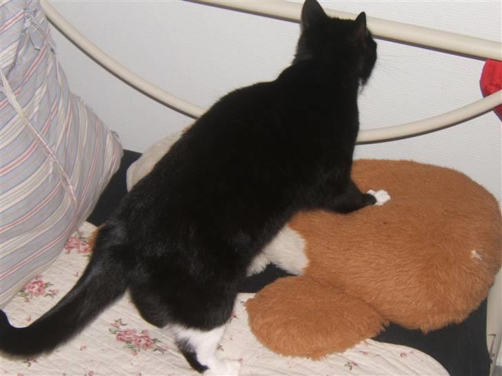 Blanding af racer Sorte*Desværre ikke blandt os længere* billede 8