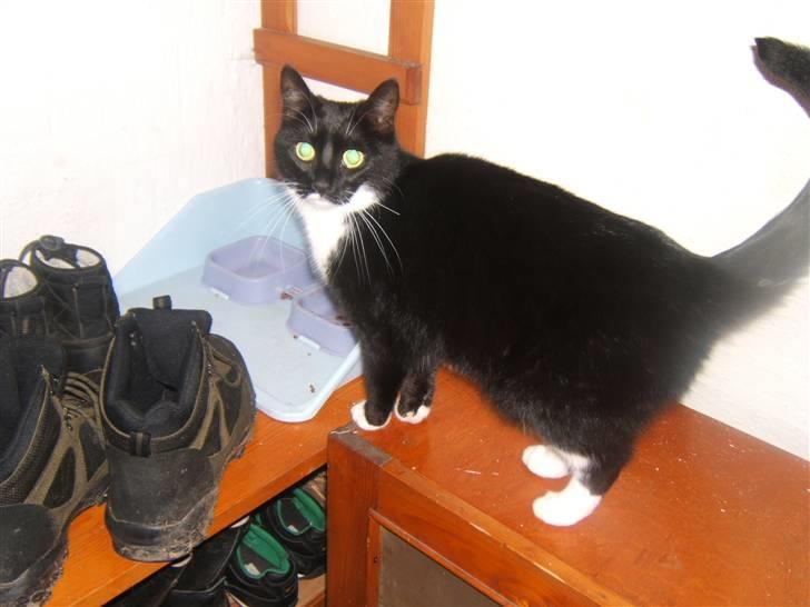 Blanding af racer Sorte*Desværre ikke blandt os længere* billede 9