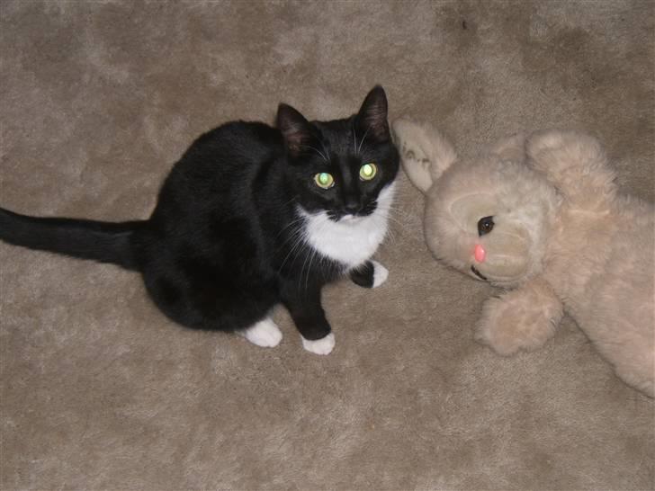 Blanding af racer Sorte*Desværre ikke blandt os længere* billede 10