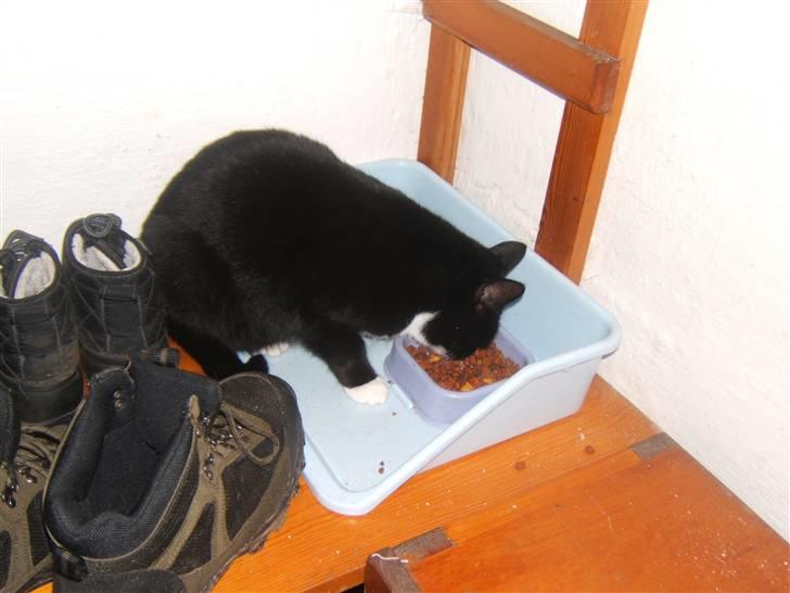 Blanding af racer Sorte*Desværre ikke blandt os længere* billede 11