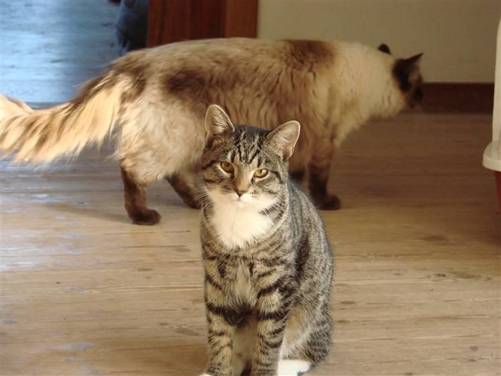 Huskat Luske billede 8