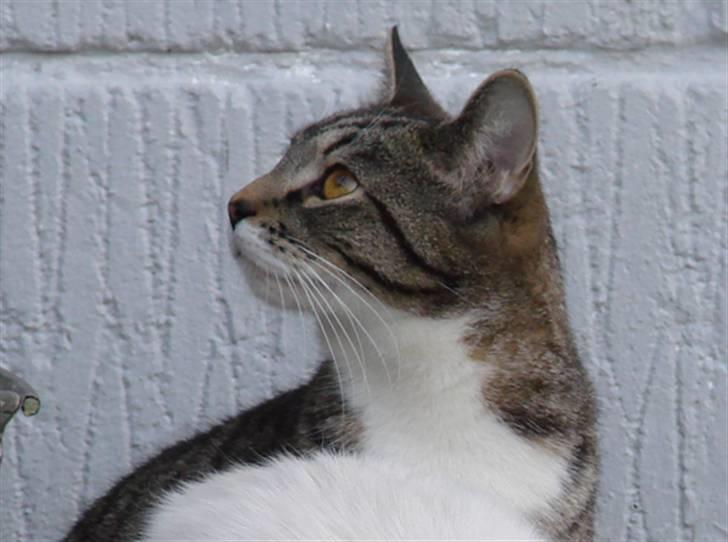 Huskat Luske billede 9