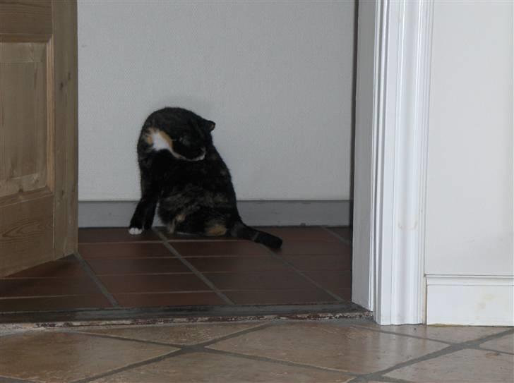 Huskat Misser - Min renlige kat xD billede 5