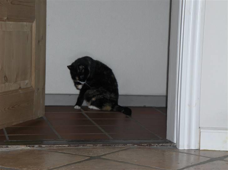 Huskat Misser - Mere hygijene xD billede 6