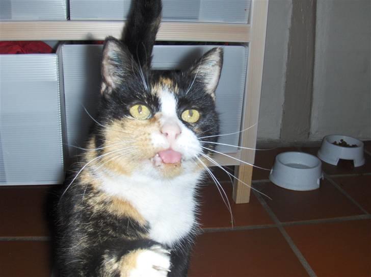 Huskat Misser - Kan få katte til alt med kylling xD billede 7