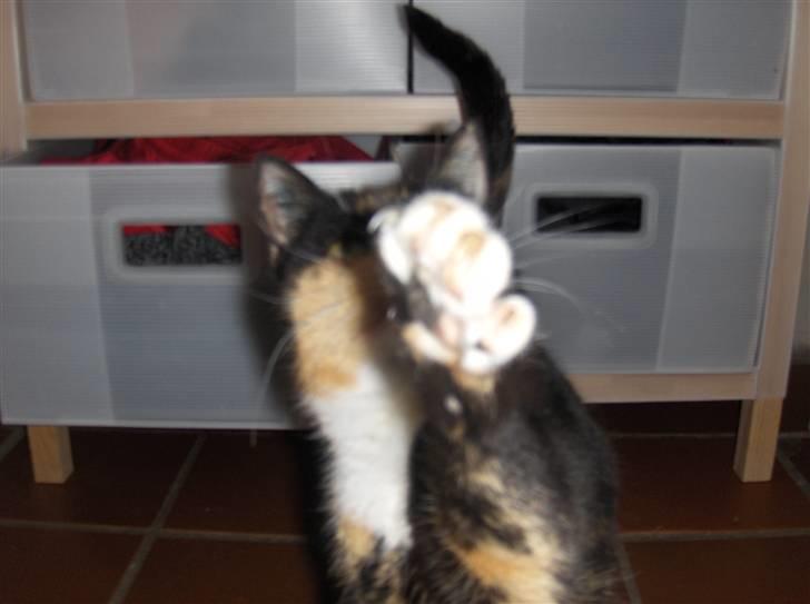 Huskat Misser - Kyllinge jægeren ROAR!!! xD billede 8