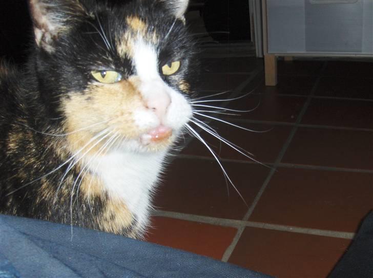 Huskat Misser - Hun posere lig for jer xD billede 9