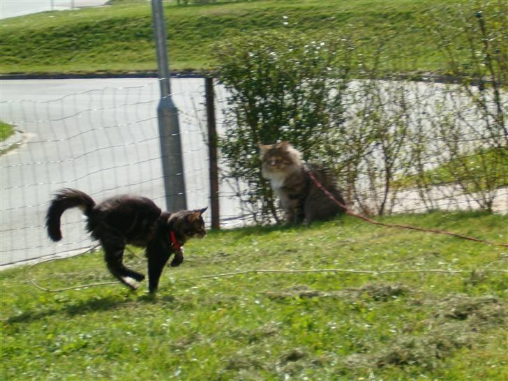 Maine Coon Red Line's Santee Sioux  billede 17