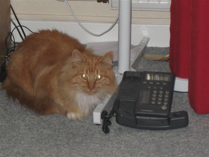 Norsk Skovkat tjalfe - hallo det er tjalfe hvem ringer billede 8