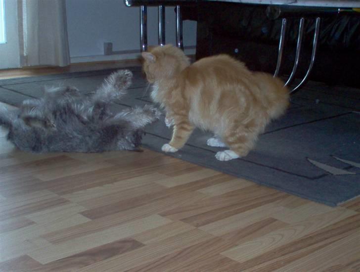 Norsk Skovkat tjalfe - den dumme hun skal fø klø billede 9