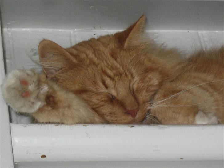 Norsk Skovkat tjalfe - måske jeg er helle her oppe på det øverste trappe trin billede 10