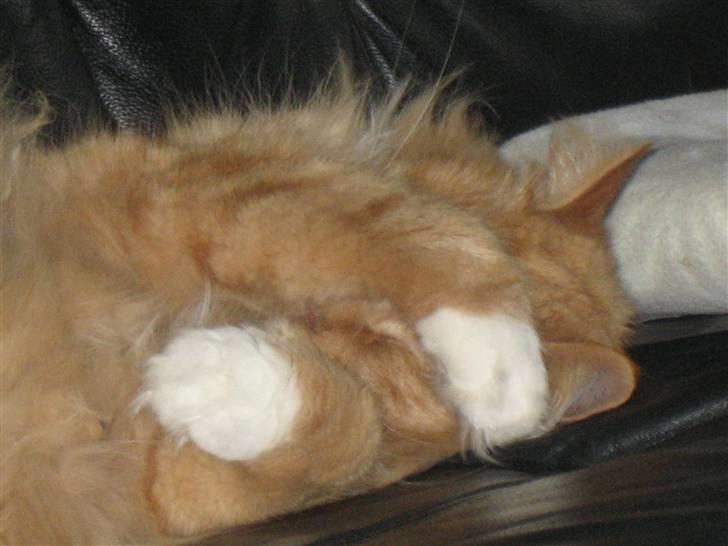 Norsk Skovkat tjalfe - kuk kuk kan i se mig billede 11