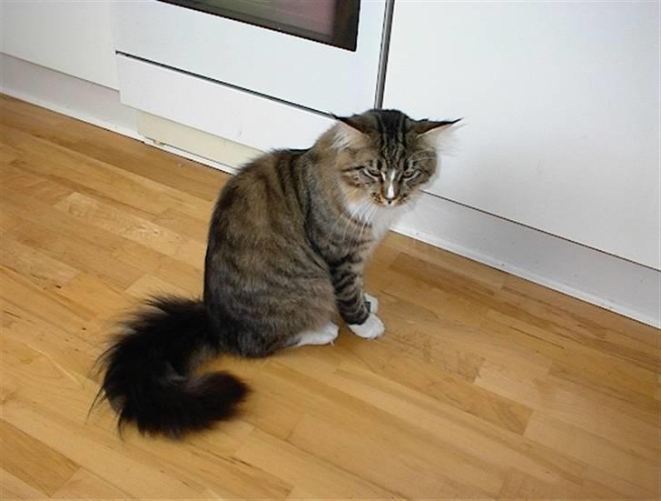 Maine Coon Hopeless Tribes Qato billede 11