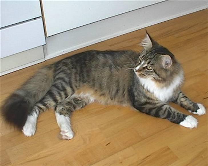 Maine Coon Hopeless Tribes Qato billede 12