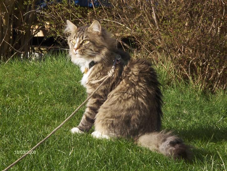 Maine Coon Hopeless Tribes Qato billede 13