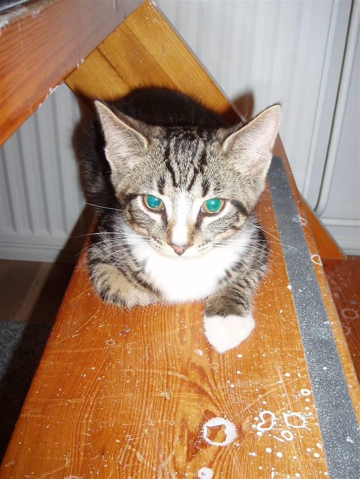 Blanding af racer Oscar billede 8