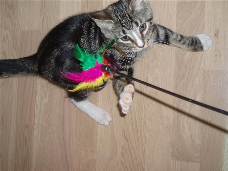 Blanding af racer Oscar billede 9