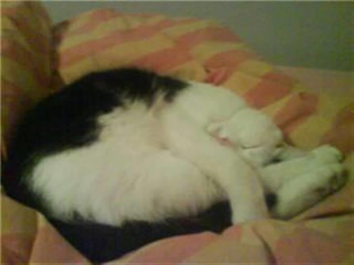 Blanding af racer Onkel billede 1