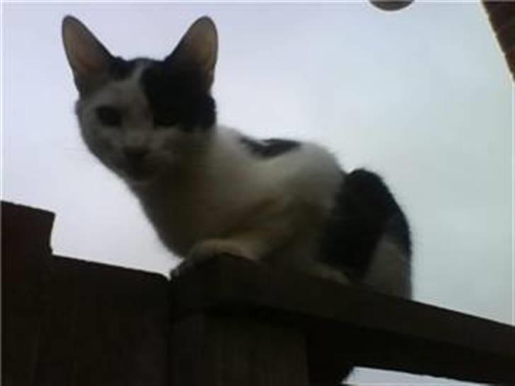 Blanding af racer Onkel - På taget billede 2