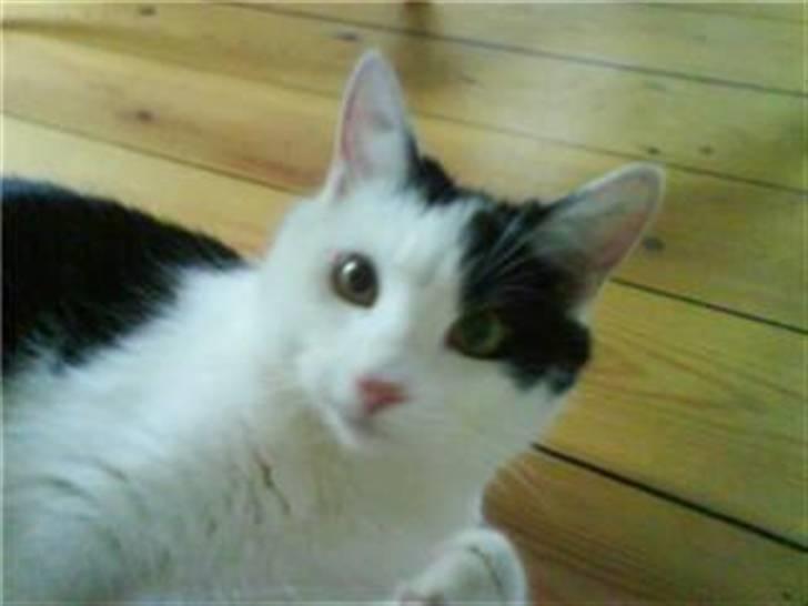 Blanding af racer Onkel billede 3