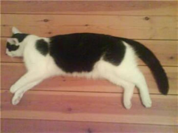 Blanding af racer Onkel billede 4