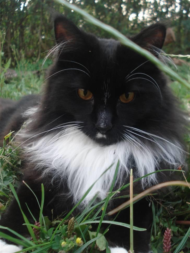 Maine Coon R.I. P min lille dreng,  Mega Good-Will " Willow" - Willow elsker at være i vores have... d.12/8-08 billede 2