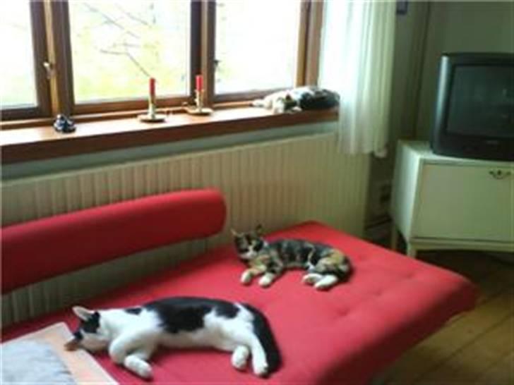 Blanding af racer Onkel - Hele flokken billede 5