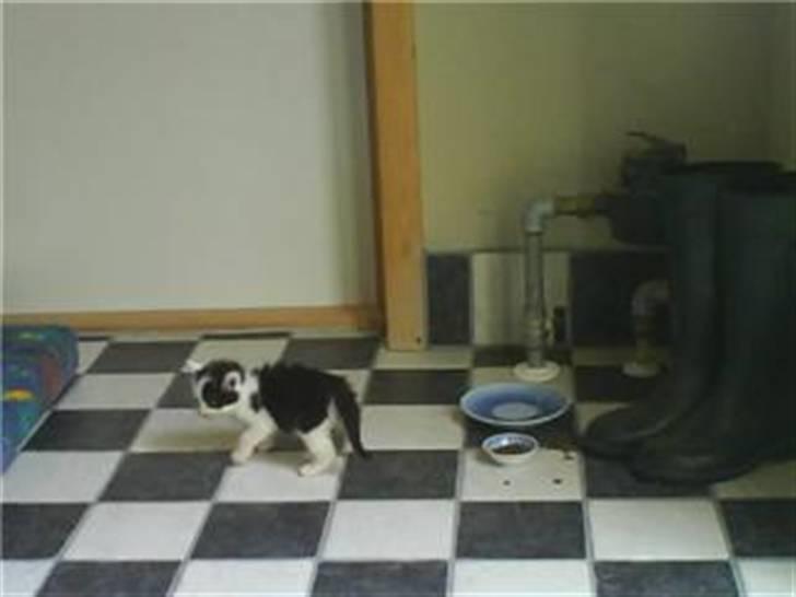 Blanding af racer Onkel - Så lille var den billede 6