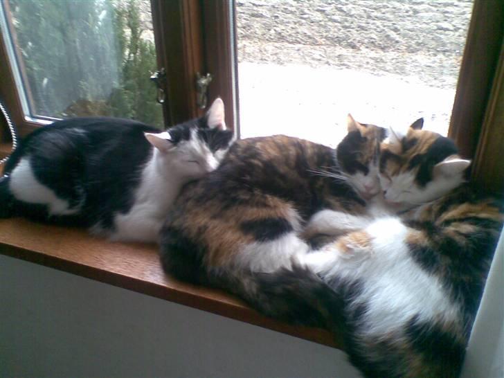 Blanding af racer Onkel billede 7