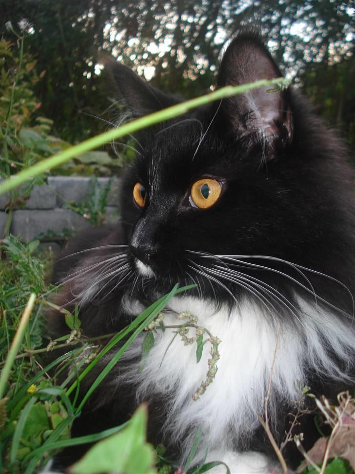 Maine Coon R.I. P min lille dreng,  Mega Good-Will " Willow" - Willow hygger i haven.d.12/8-08 billede 3