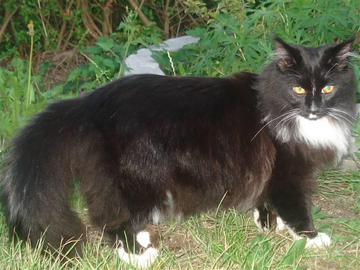 Maine Coon R.I. P min lille dreng,  Mega Good-Will " Willow" - d.12/8-08 Se hvor flot Willow er blevet... så smuk ...så stor. billede 4