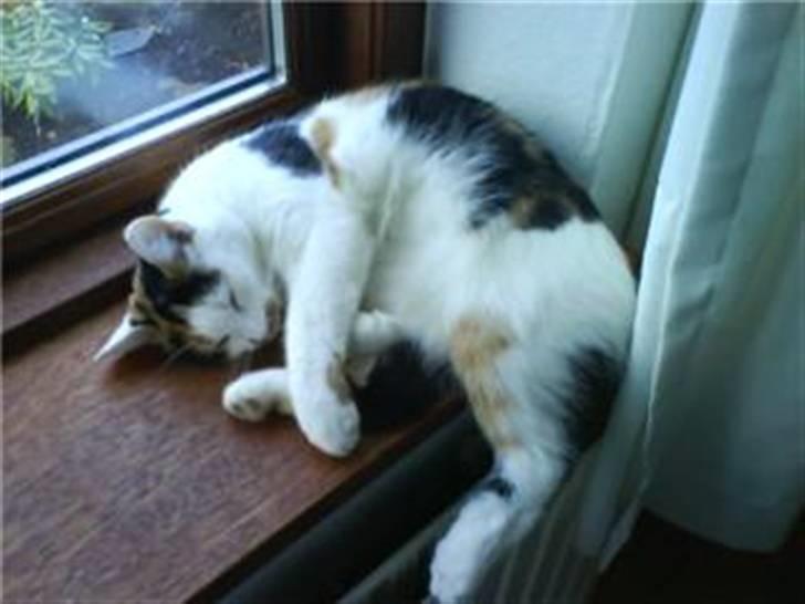 Blanding af racer Lille Mis - Afslappet billede 6