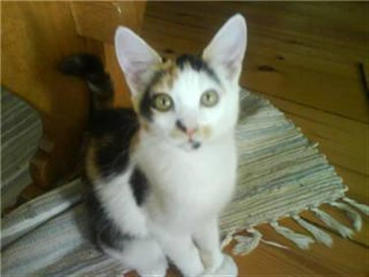 Blanding af racer Lille Mis - Lille "Lille Mis" billede 7