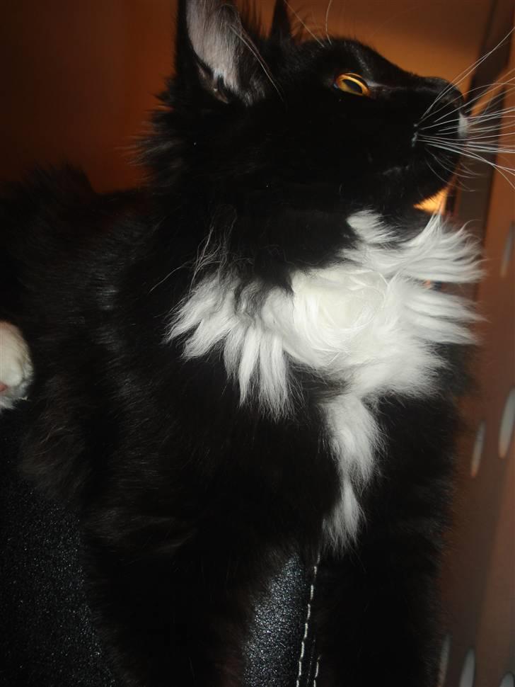 Maine Coon R.I. P min lille dreng,  Mega Good-Will " Willow" - Willow i profil 7 mdr.... her er han altså lidt fræk hihi.... billede 5