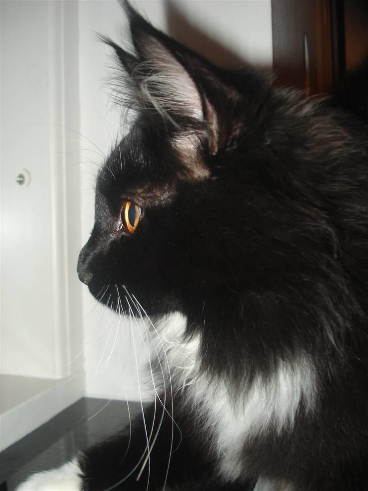 Maine Coon R.I. P min lille dreng,  Mega Good-Will " Willow" - Se min profil.... Var altså lidt nysgerig.... billede 6