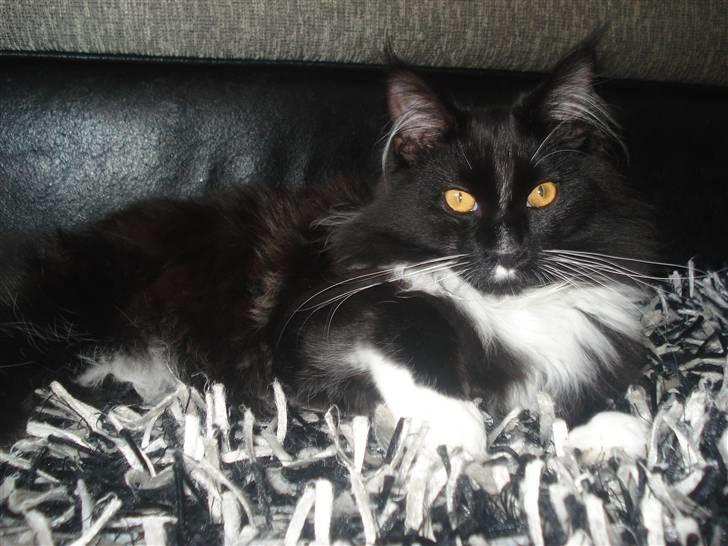 Maine Coon R.I. P min lille dreng,  Mega Good-Will " Willow" - Willow 7mdr gammel....  billede 7