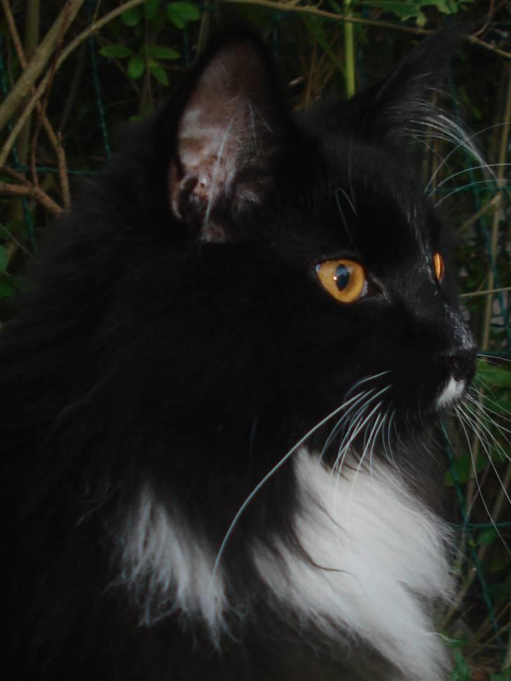 Maine Coon R.I. P min lille dreng,  Mega Good-Will " Willow" - Willow i haven d.12/8-08 billede 8