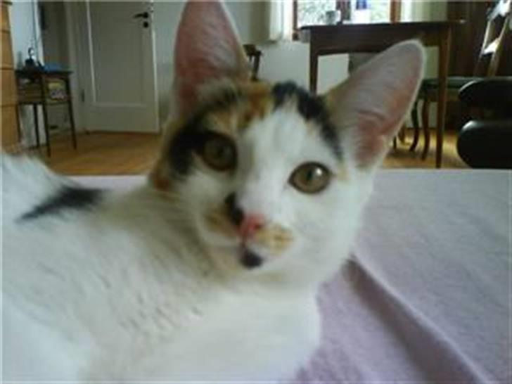 Blanding af racer Lille Mis billede 8