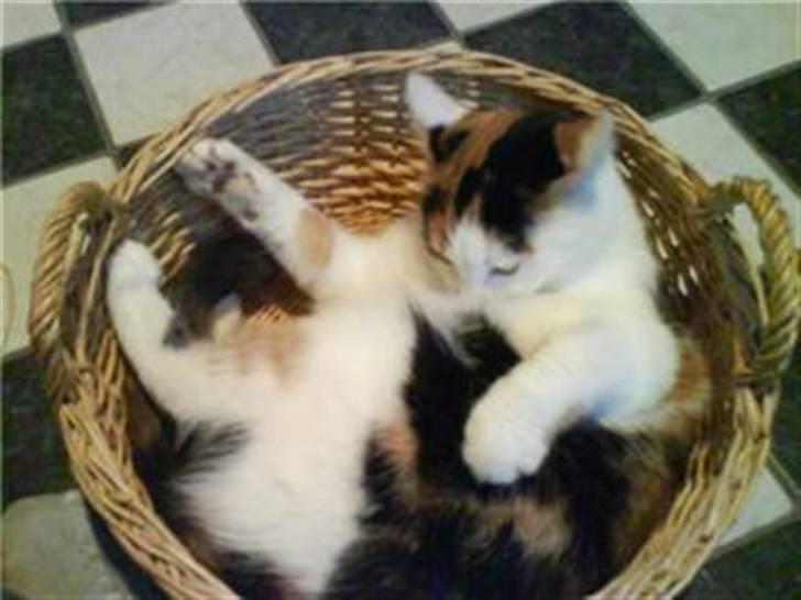 Blanding af racer Lille Mis billede 9