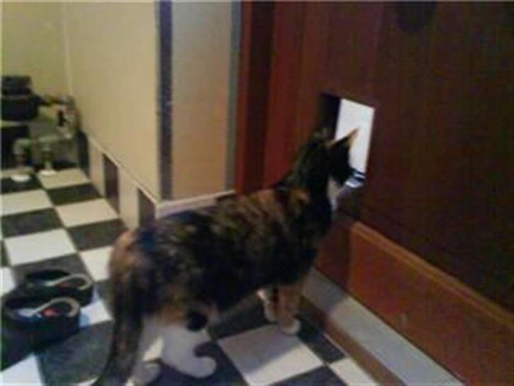 Blanding af racer Vaske - Tror jeg vil en tur ud på taget billede 4