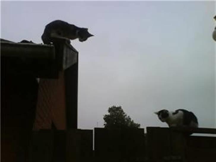 Blanding af racer Vaske - Hej igen billede 5