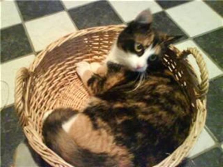 Blanding af racer Vaske billede 6