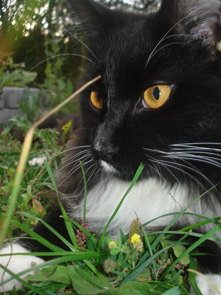 Maine Coon R.I. P min lille dreng,  Mega Good-Will " Willow" - MIAV..... Lækre kælepot.... d.12/8-08 billede 9