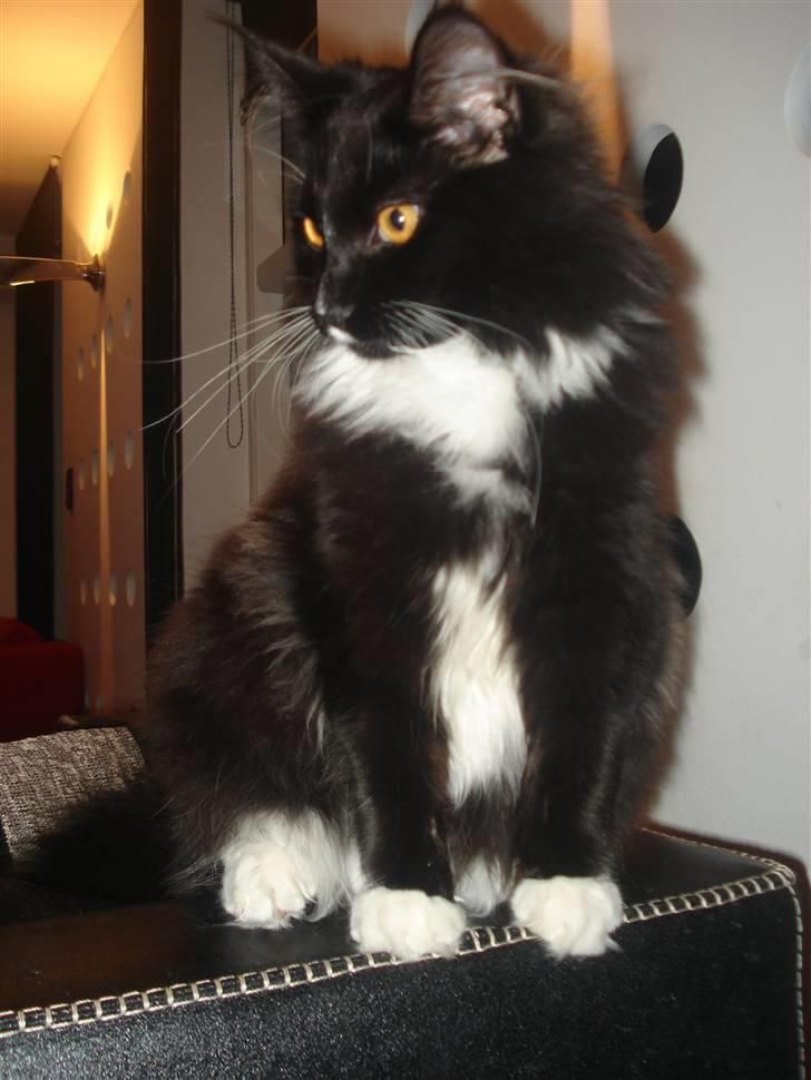 Maine Coon R.I. P min lille dreng,  Mega Good-Will " Willow" - Maiv.... siger jeg bare :-) billede 10