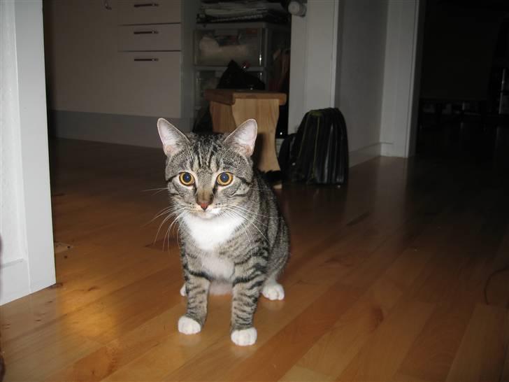 Huskat Stoffer billede 1