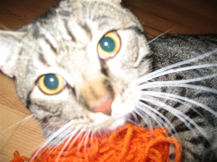 Huskat Stoffer billede 2