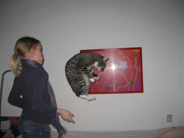 Huskat Stoffer billede 3