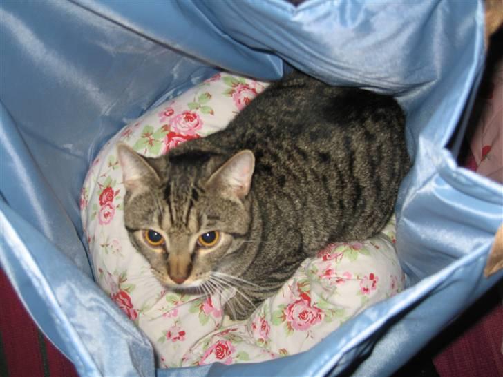 Huskat Stoffer billede 4