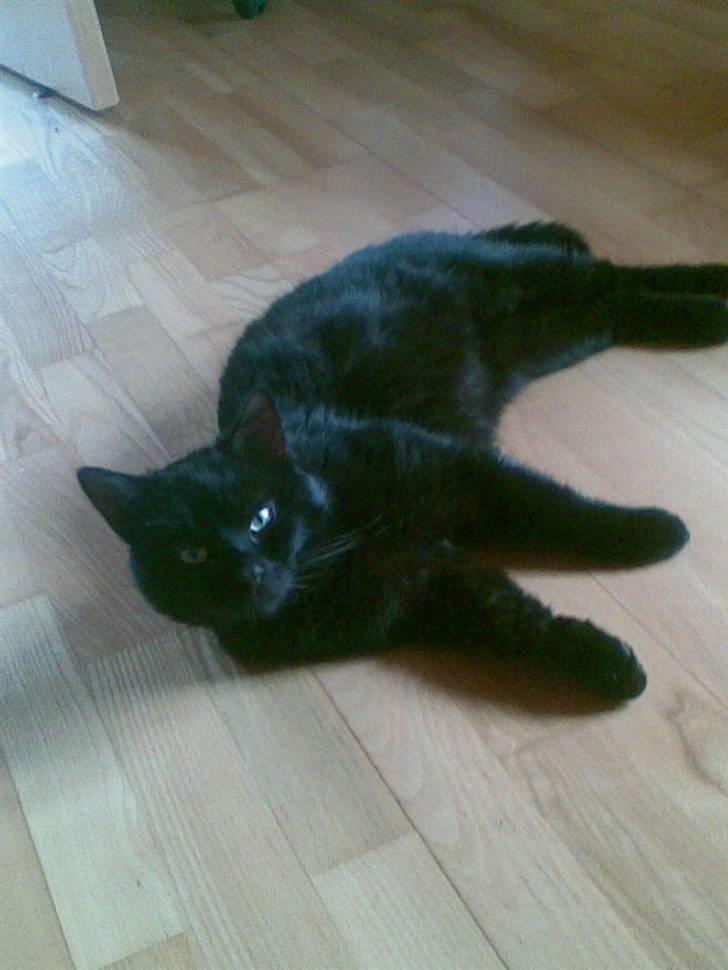 Huskat Fido billede 1