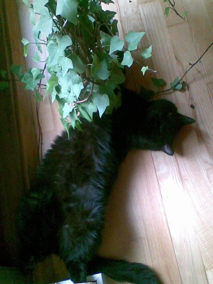 Huskat Fido billede 2